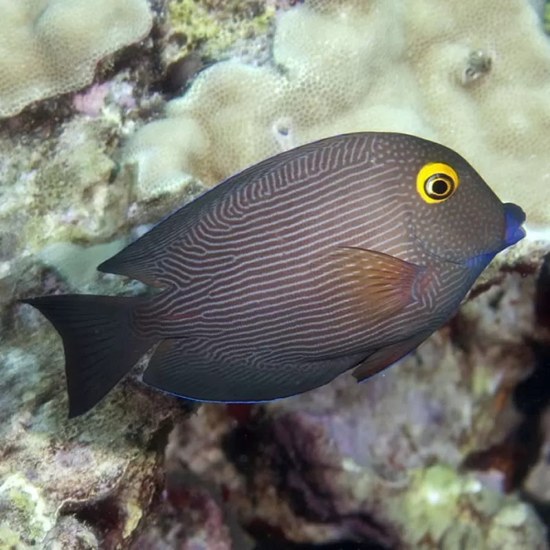 Tang Yellow Eye Surgeon