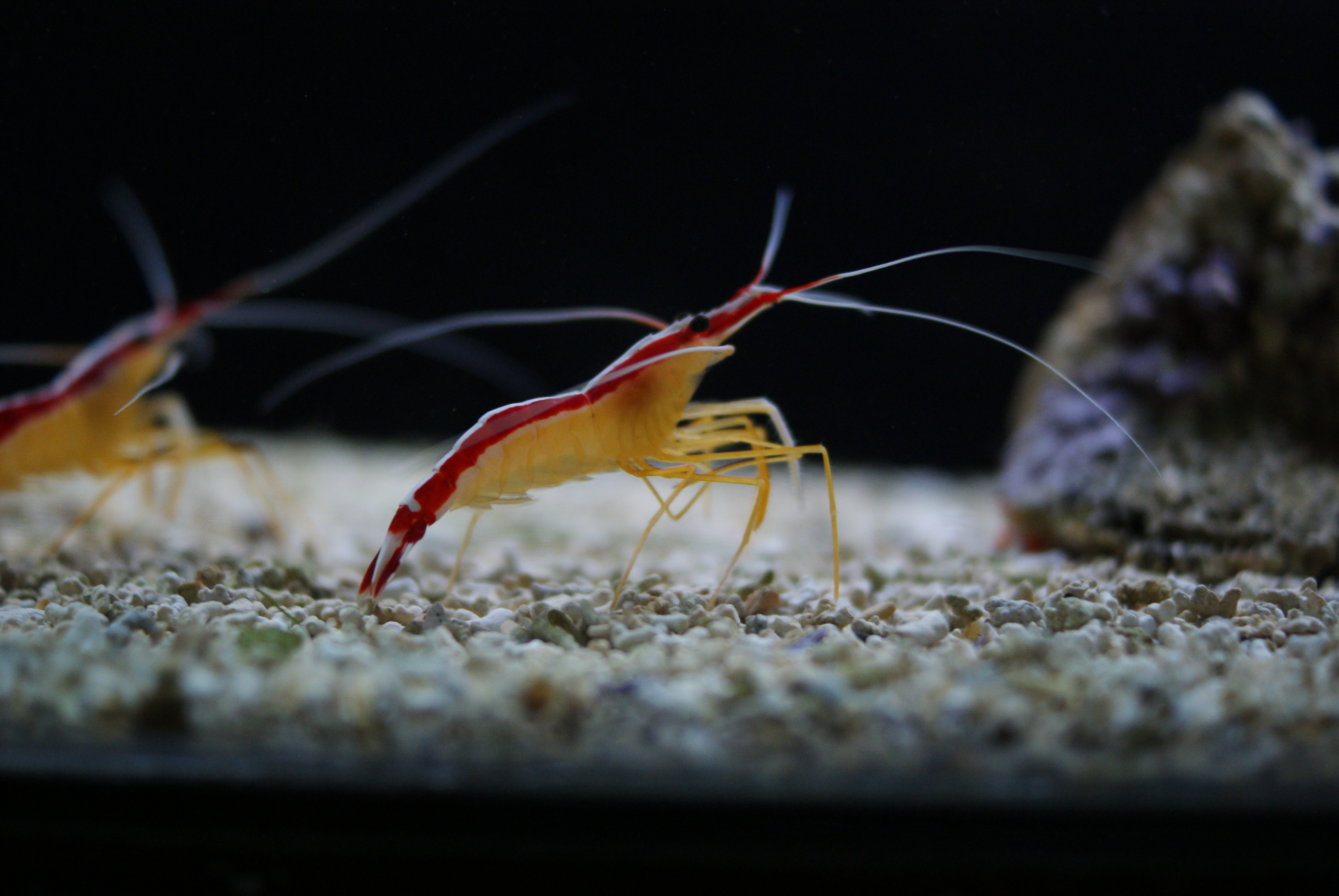 Shrimp Cleaner Skunk (M/L)