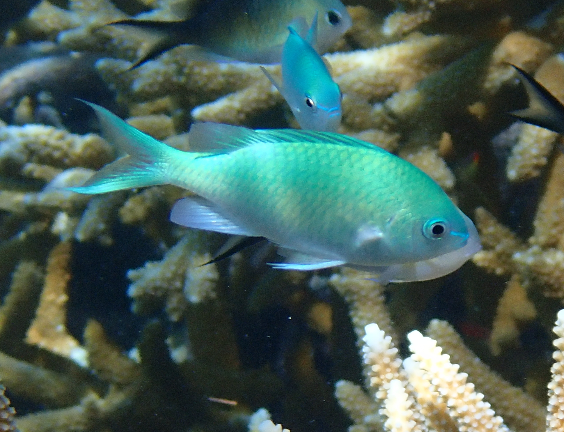 Chromis Blue-Green