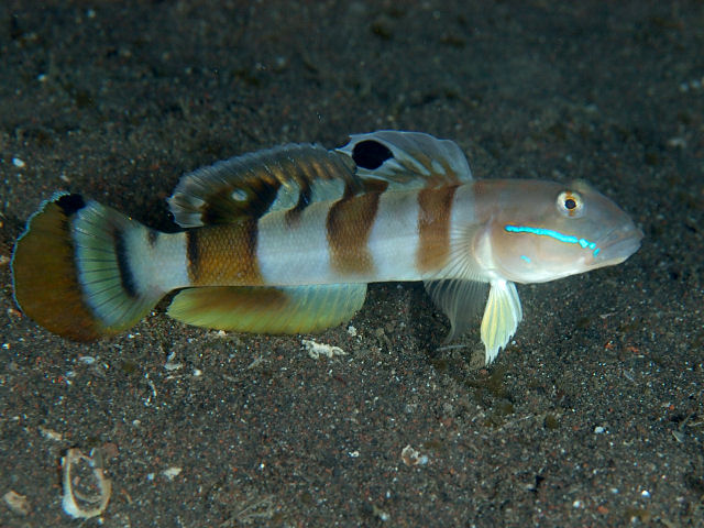 Goby Tiger