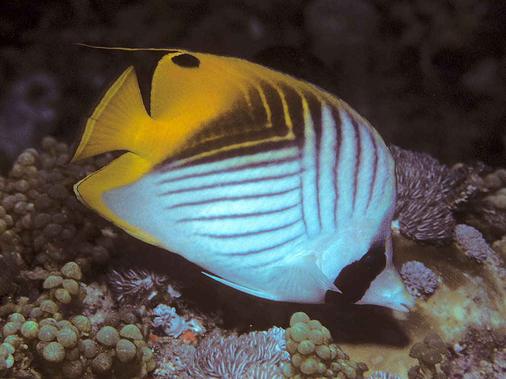Butterfly Threadfin