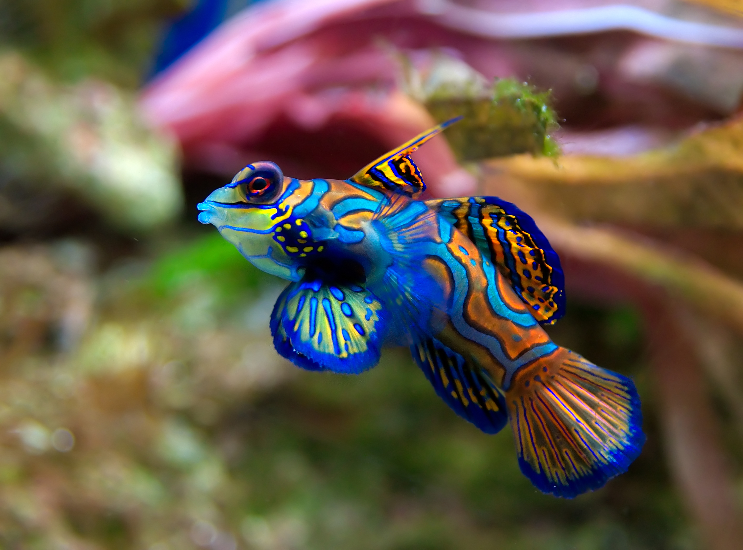 Blenny Mandarin Blue (M/L)