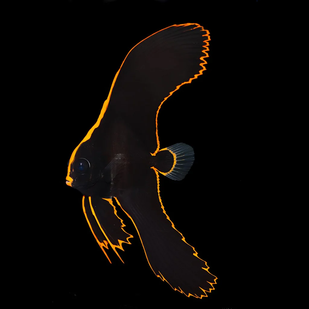 Batfish Pinnatus