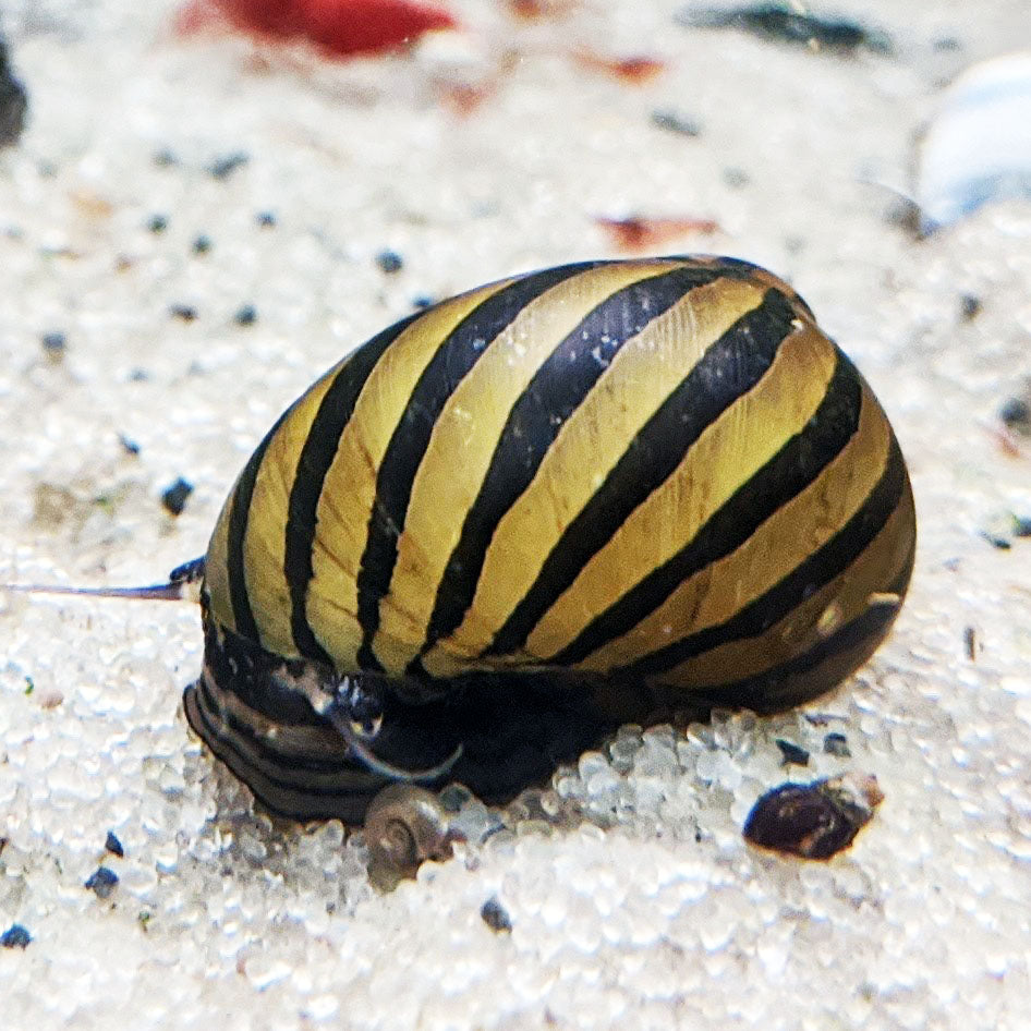 Zebra Nerite