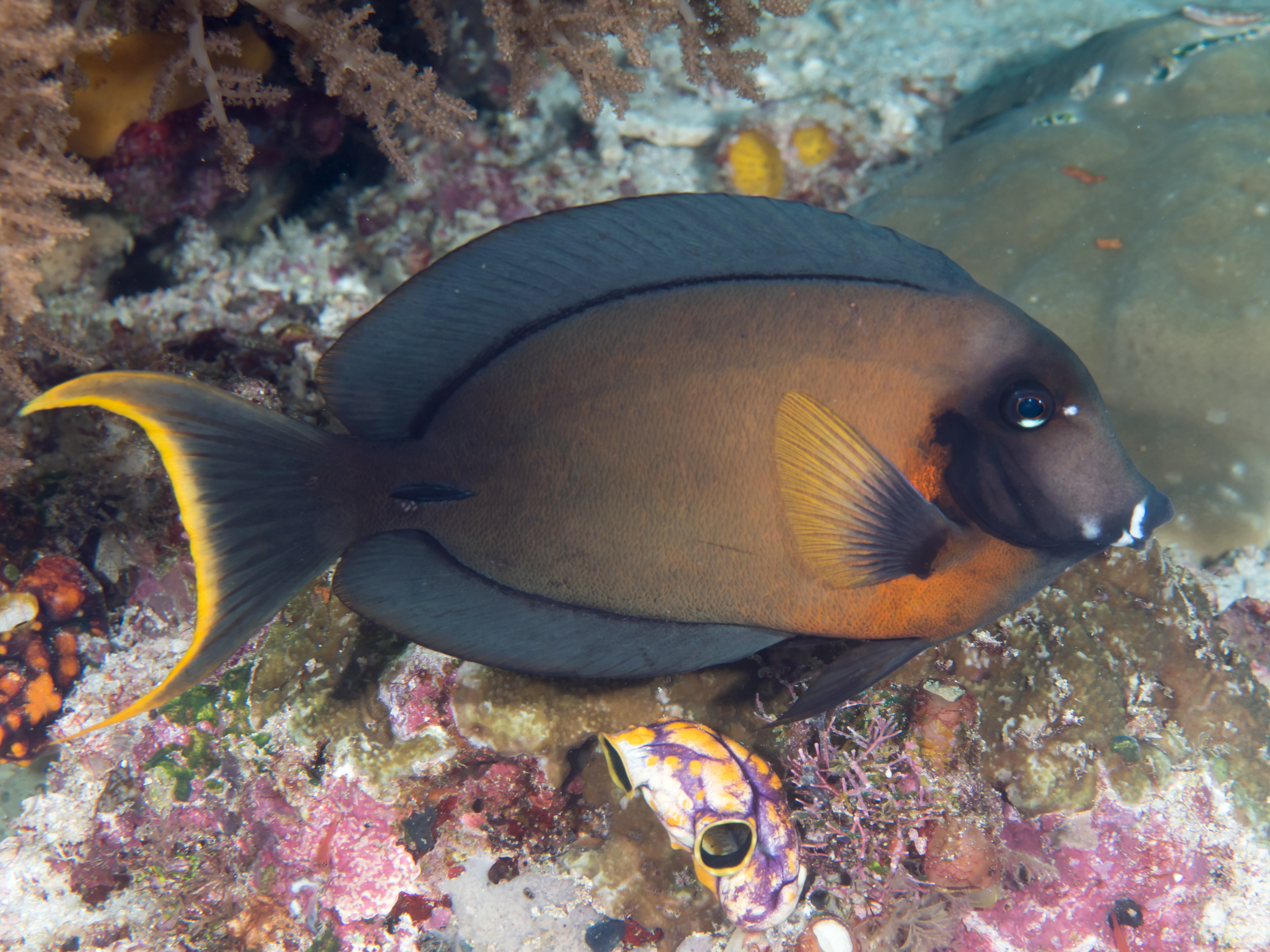 Tang Phil. Yellow Tang Juv.