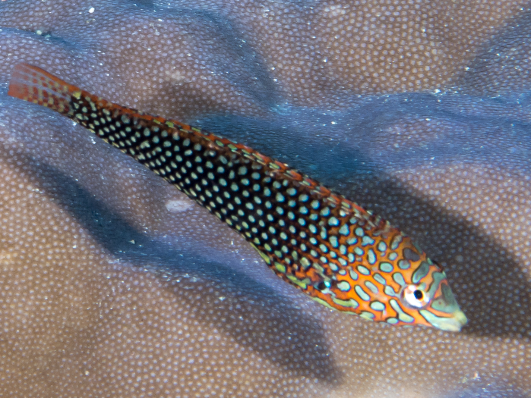 Wrasse Matara