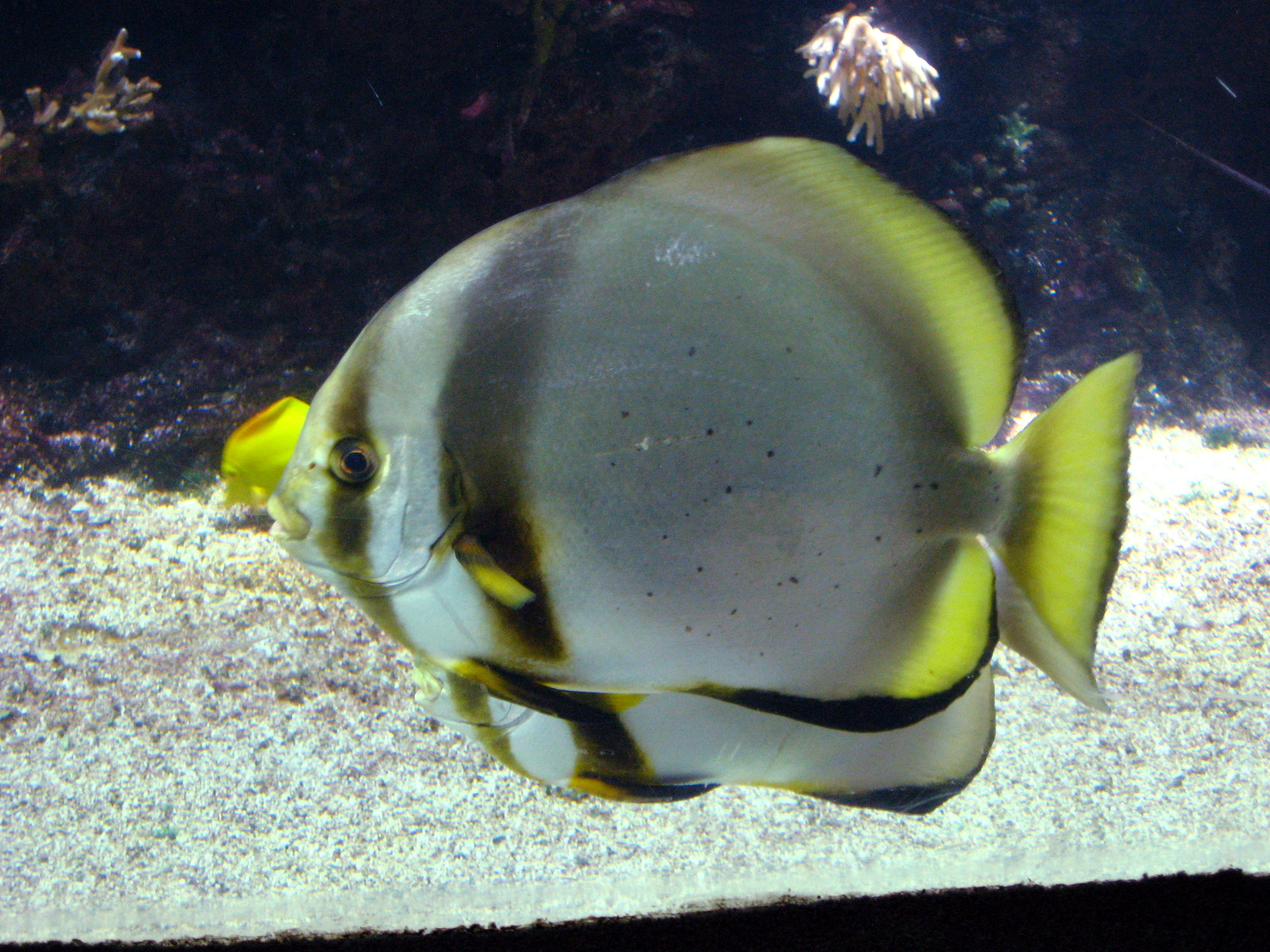 Batfish Pinnatus