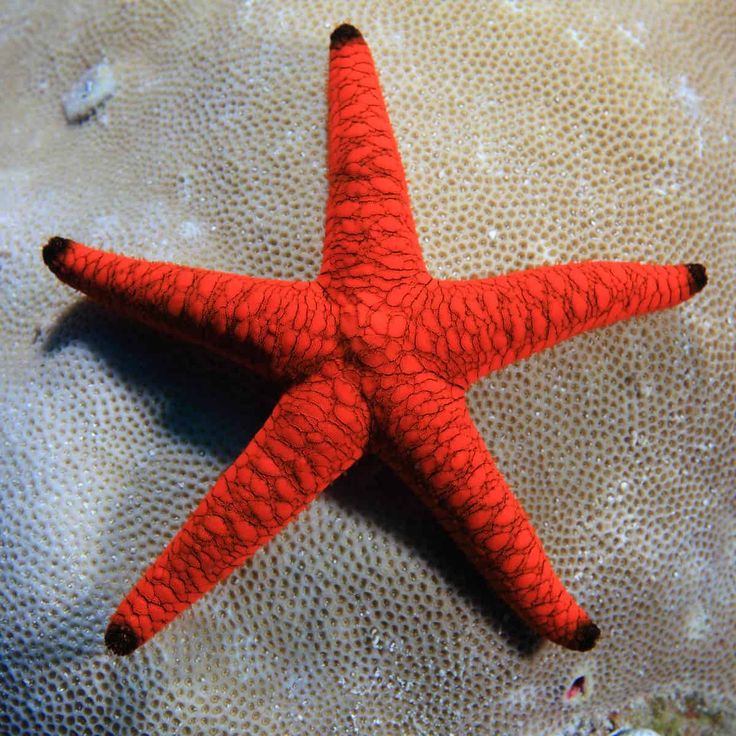 Starfish Black Tip Red