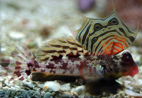 Blenny Red Scooter Dwarf