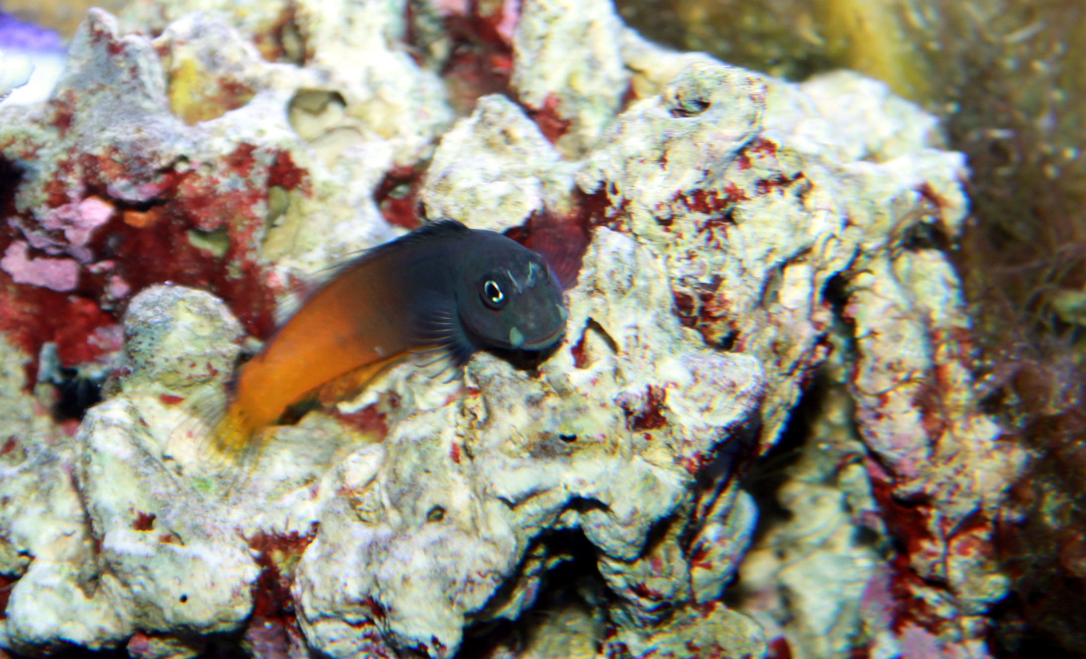 Blenny Bicolor (RT)