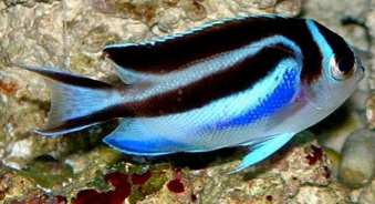 Angel Bellus (Female)