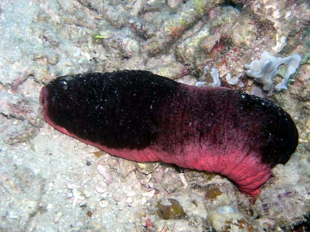 Sea Cucumber Pink