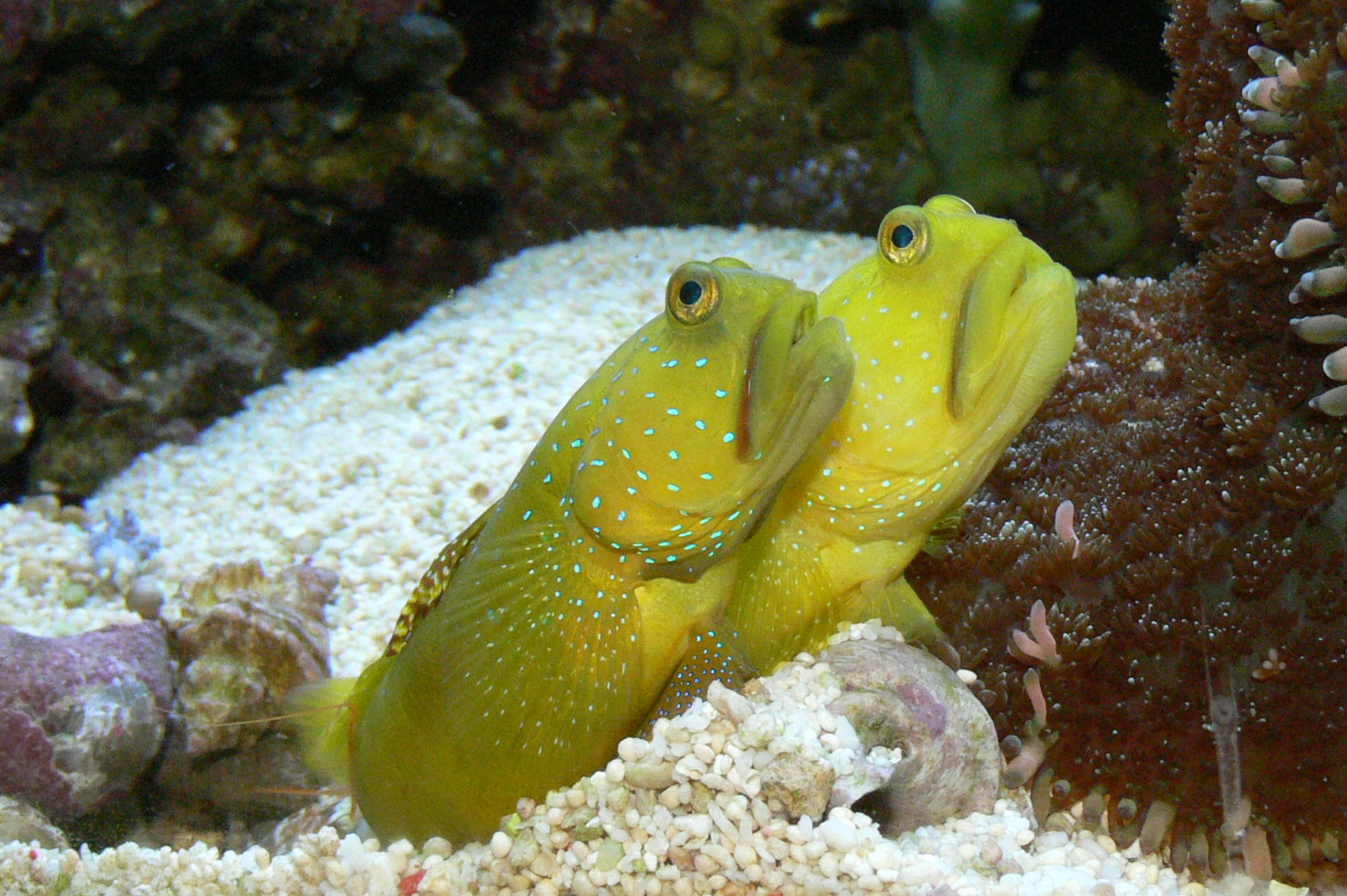 Goby Yellow Watchman
