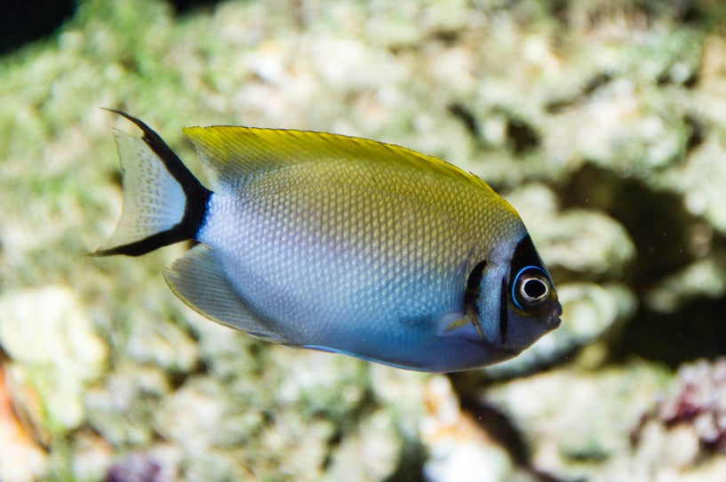 Angel Japs Swallow (Fem)