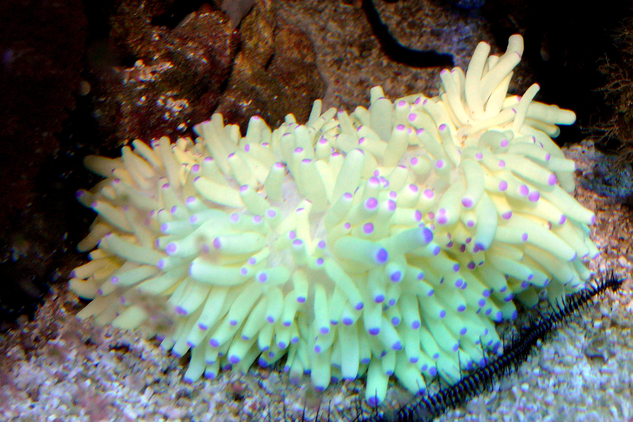 Anemone Purple Long Tent