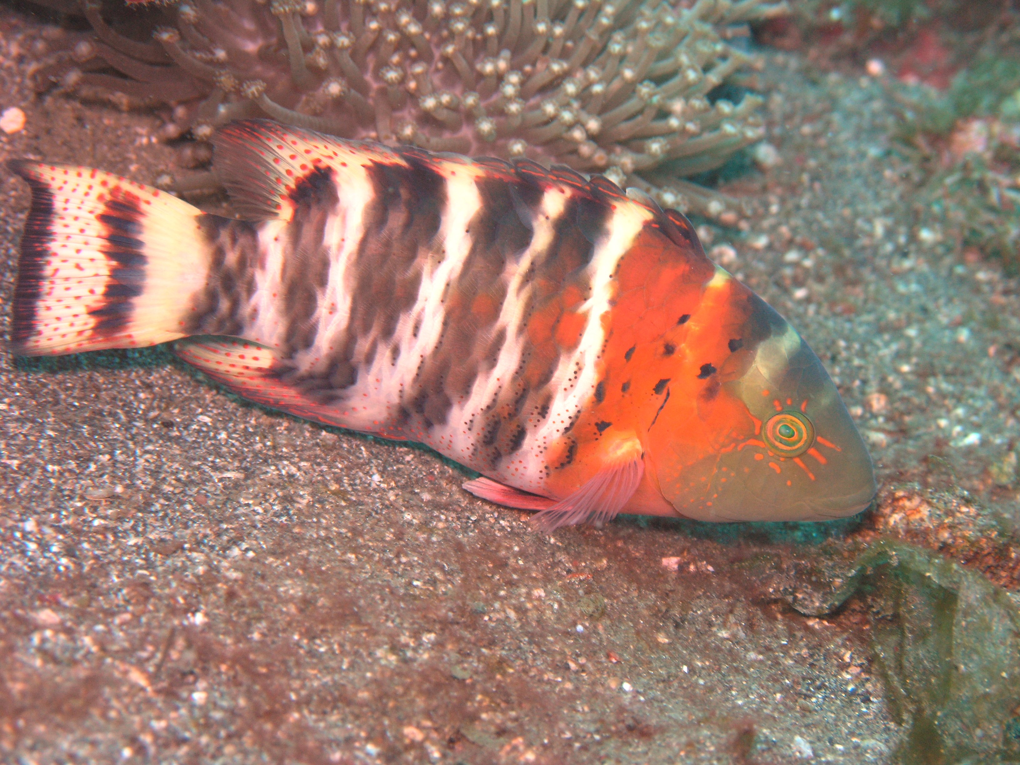 Wrasse Red Breasted (Adult)