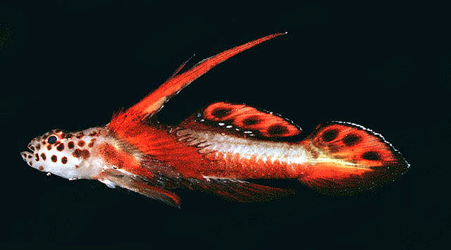 Goby Griessingeri