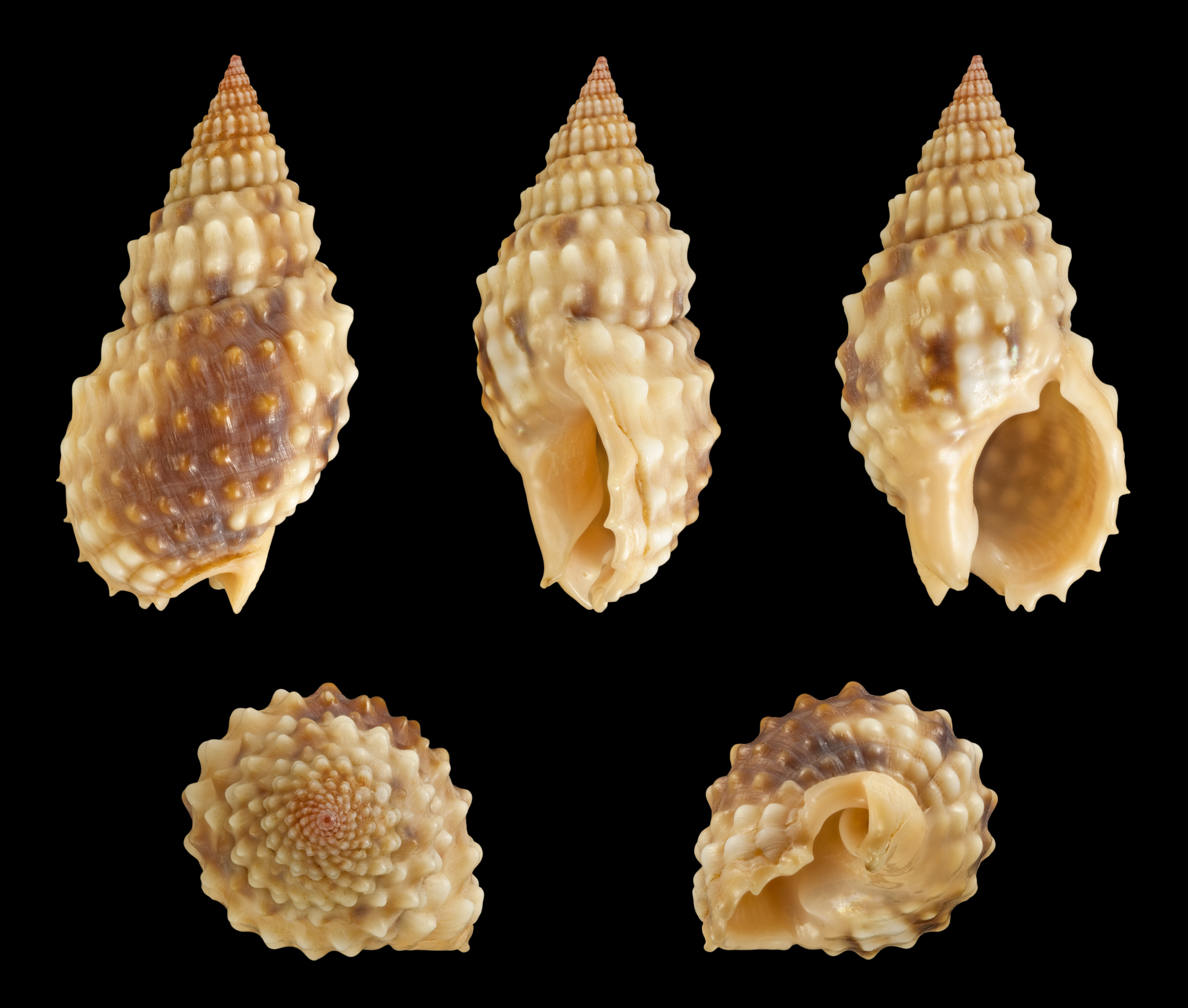 White Whelk Snail