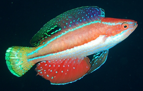 Wrasse Pintail Fairy