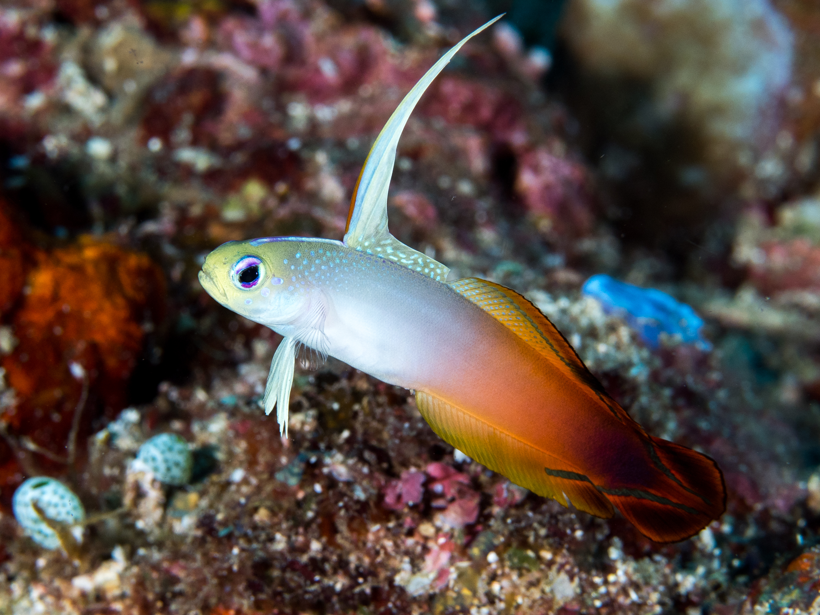 Goby Firefish