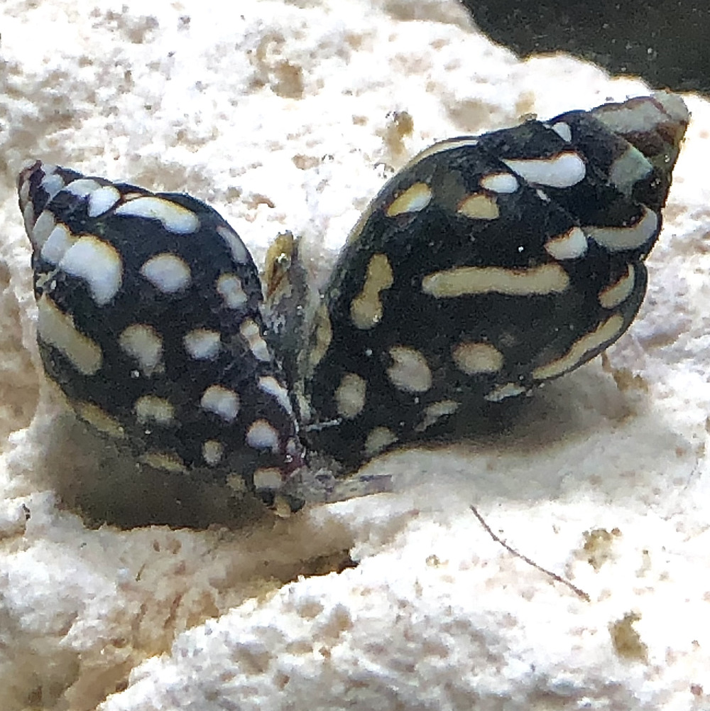 Snail Lightning Dove