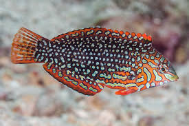 Wrasse Matara