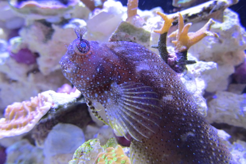 Blenny Starry (Blue Spot)