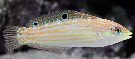 Adorned Wrasse
