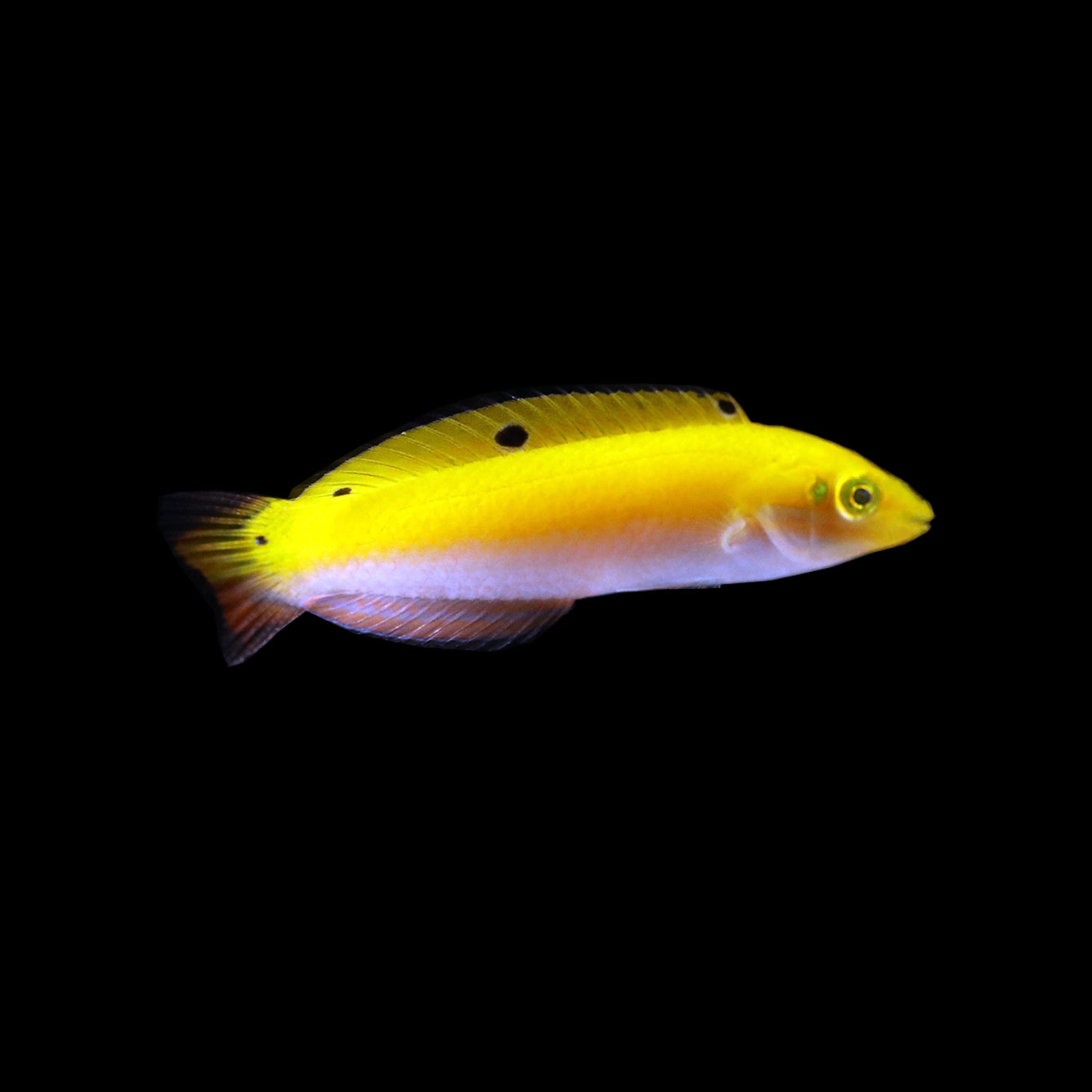 Wrasse Yellow