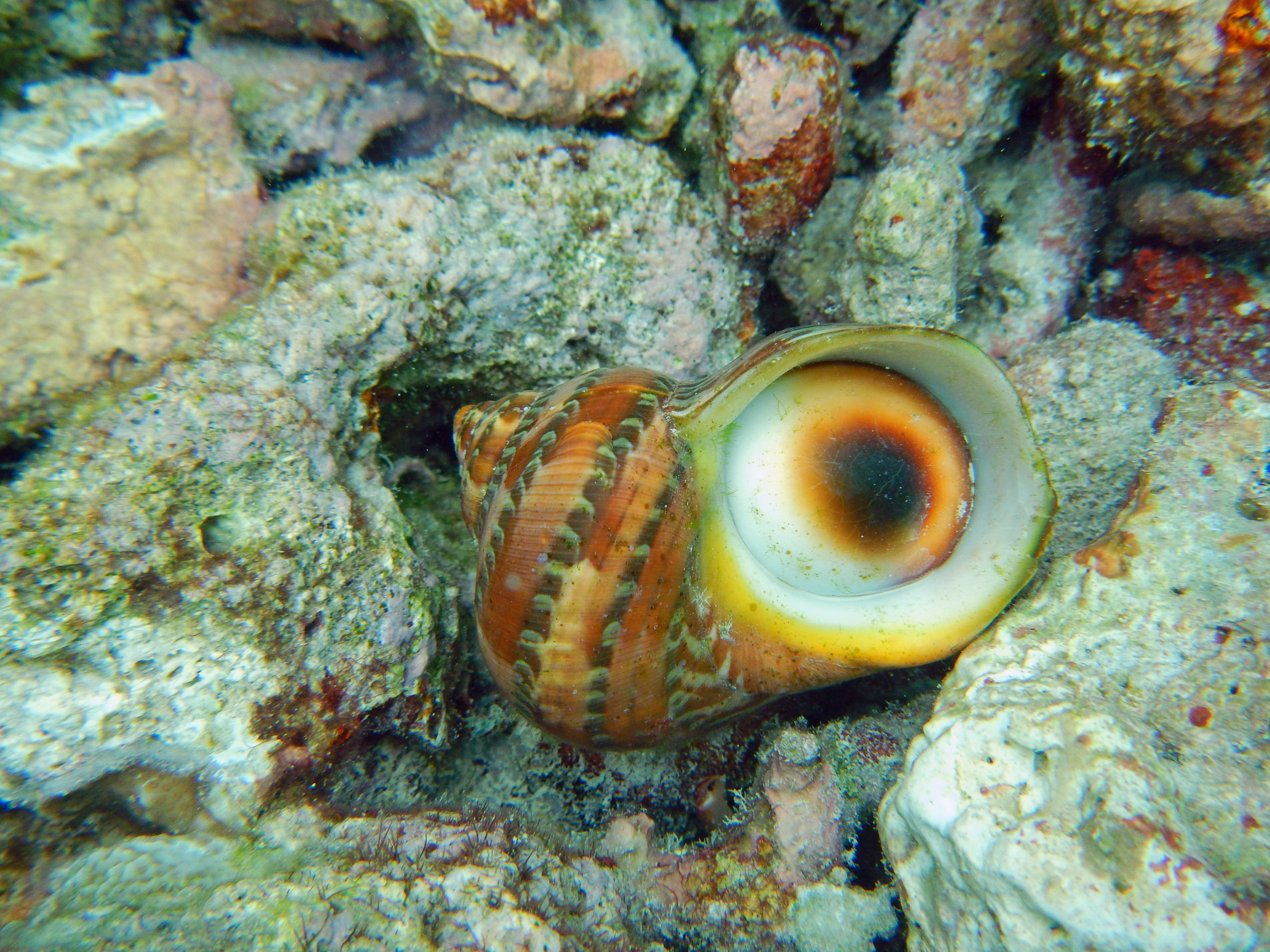 Cat's Eye snail