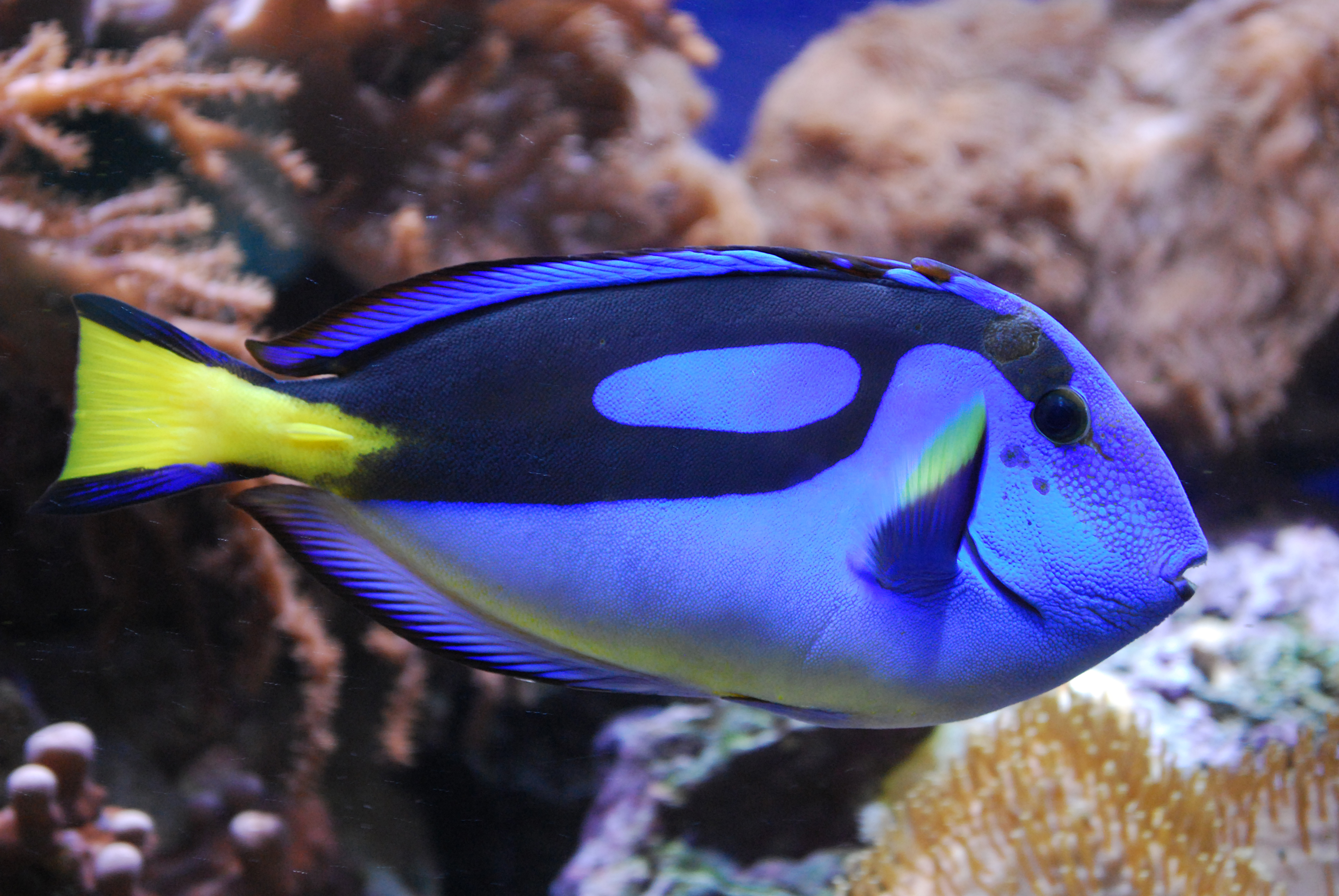 Tang Blue Hippo Tang (M/L)