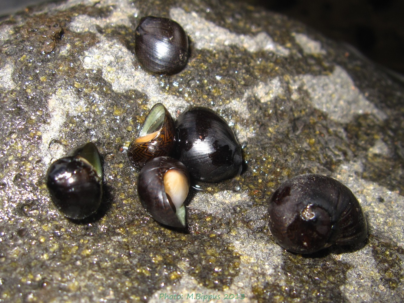 Gagate Nerite