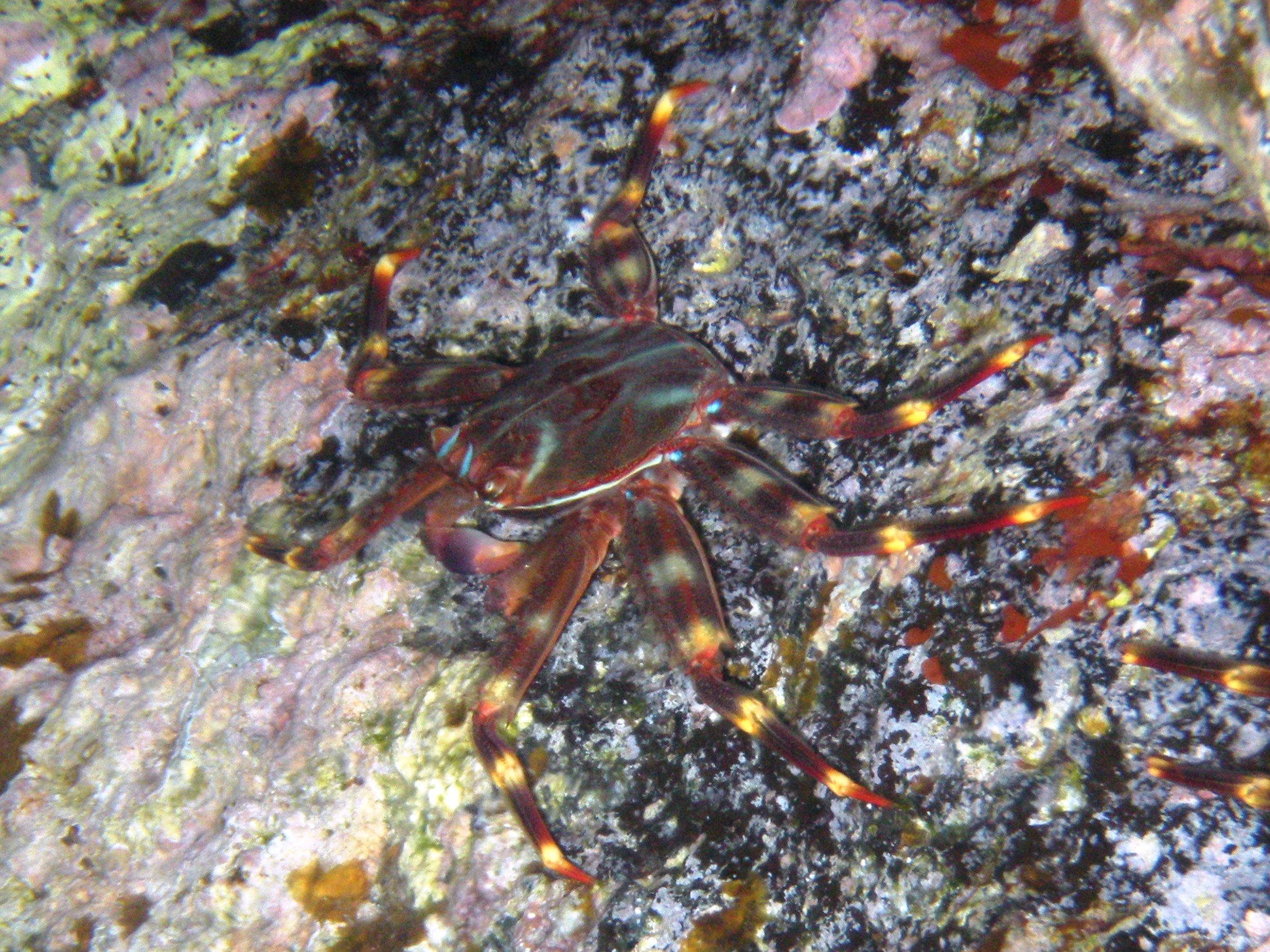 Crab Sallylightfoot Running