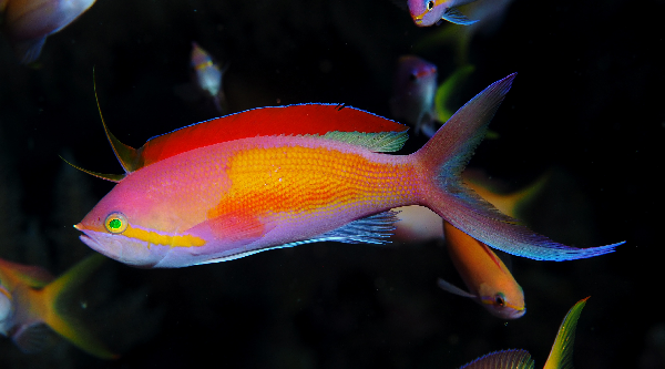 Anthias Dispar (Male)