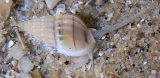 White Whelk Snail