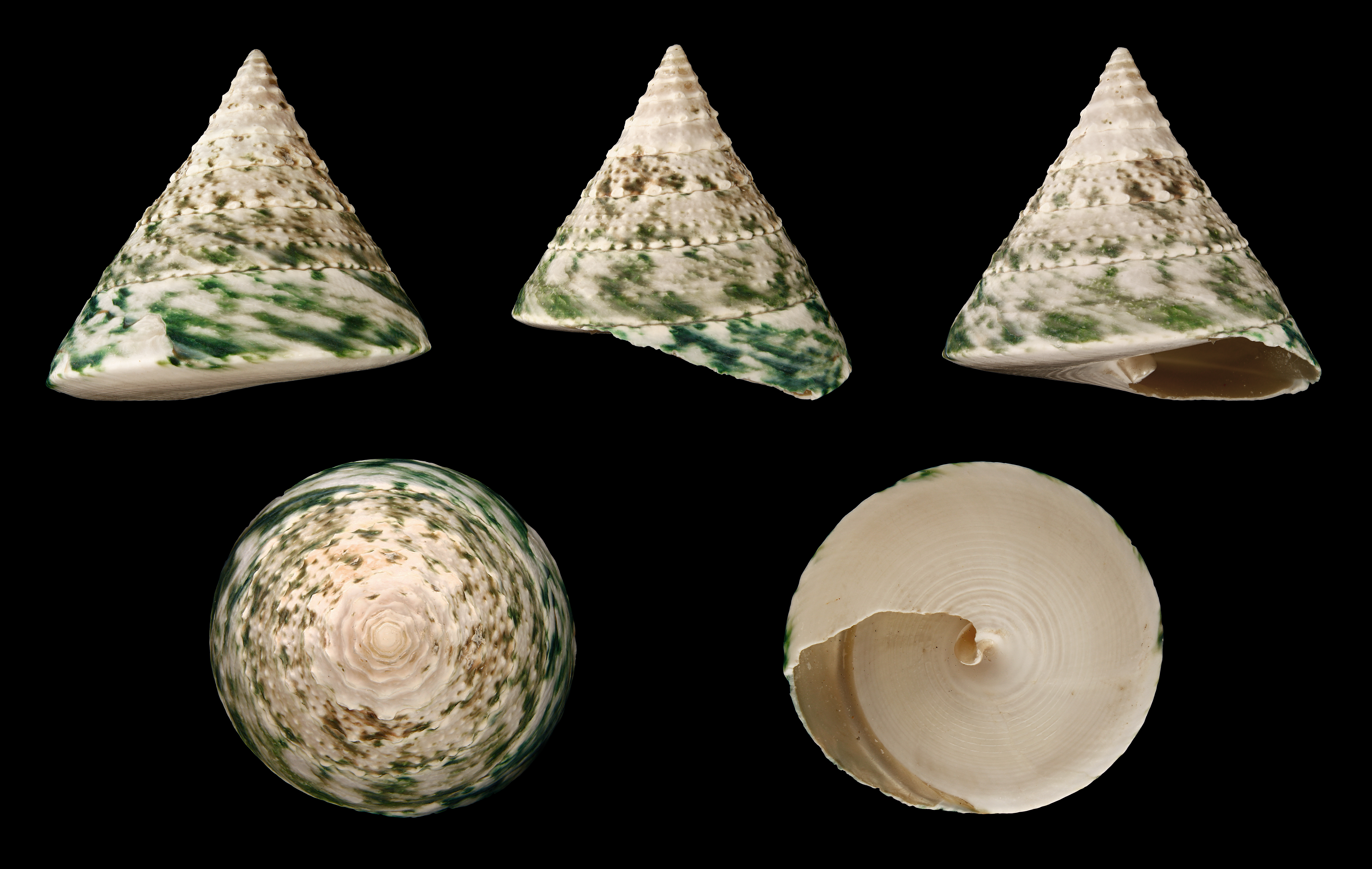 Green Top (Crown) Snail