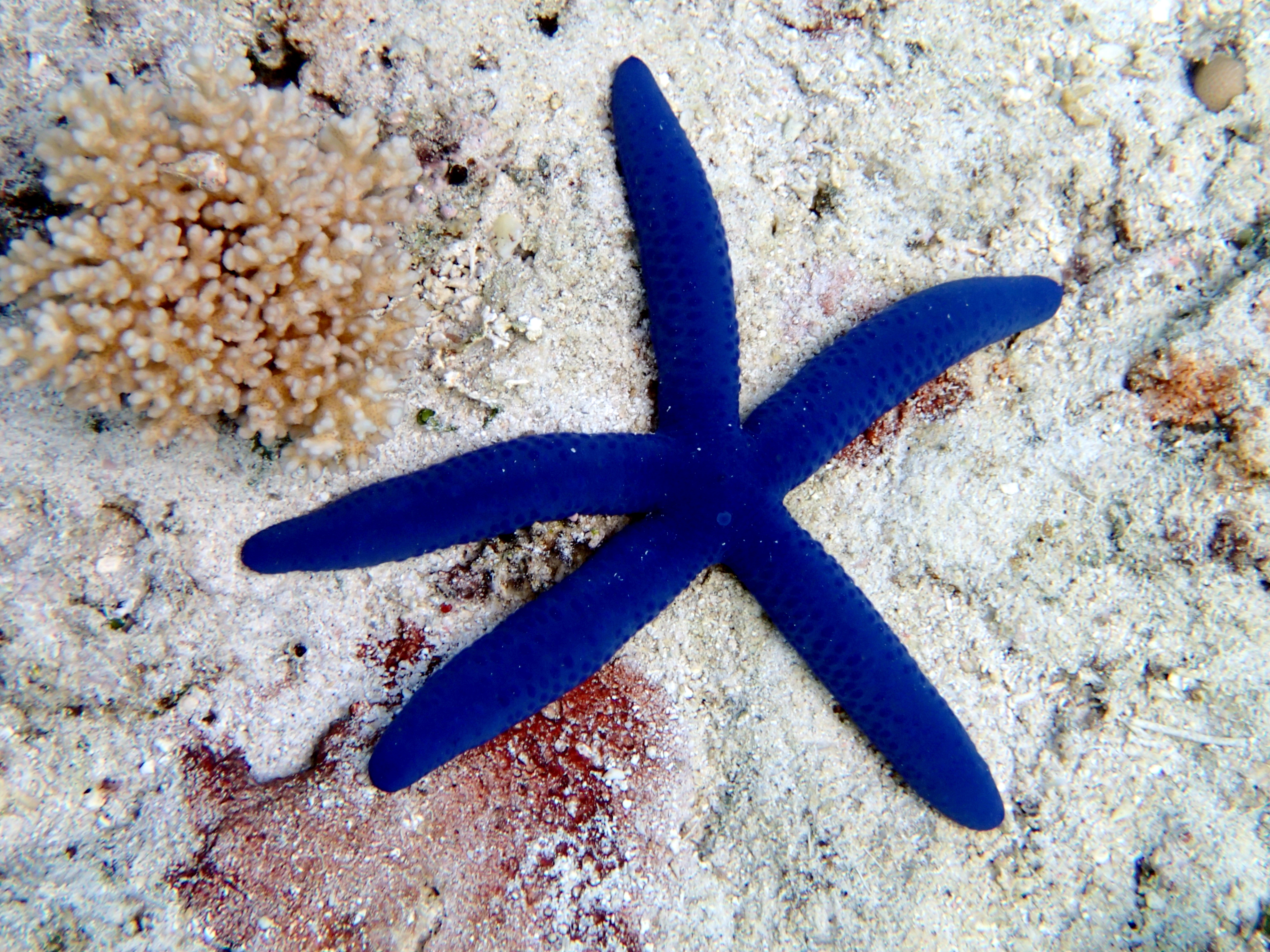 Starfish Orange Linkia