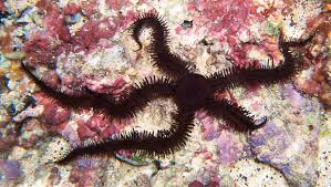 Starfish Brittle