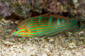 Wrasse Hoven's (Ylw-lined)