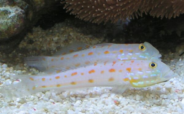 Goby Diamond Orange Spot