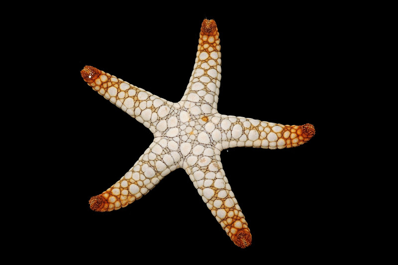 Starfish Black Tip Red