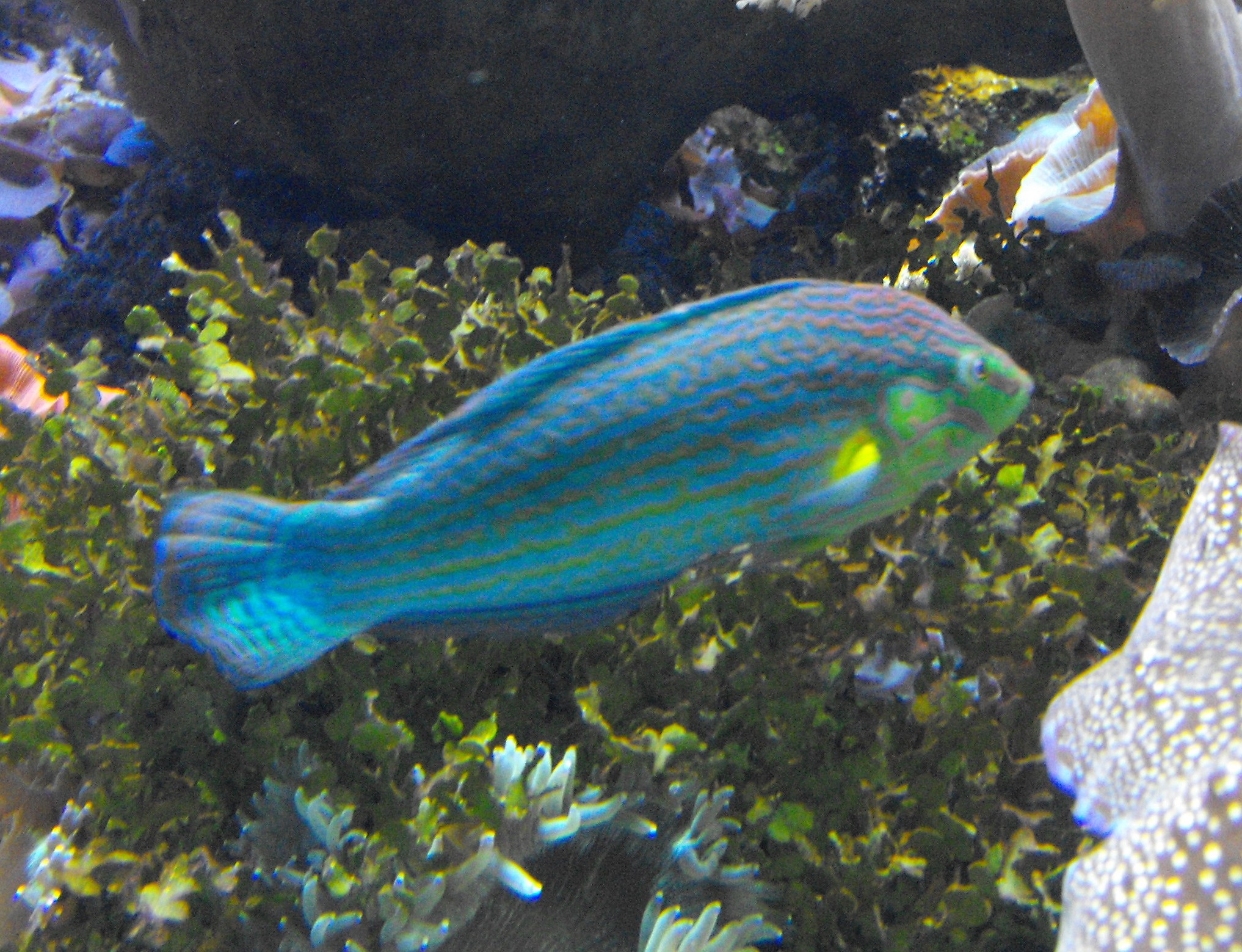 Wrasse Hoven's (Ylw-lined)