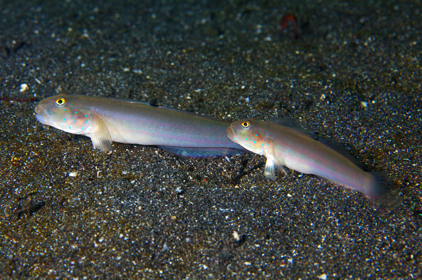 Goby Sixspot (White)