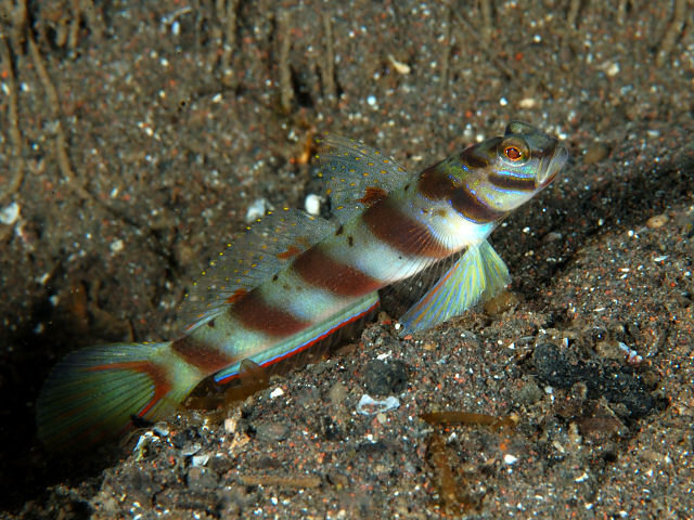 Goby Leopard