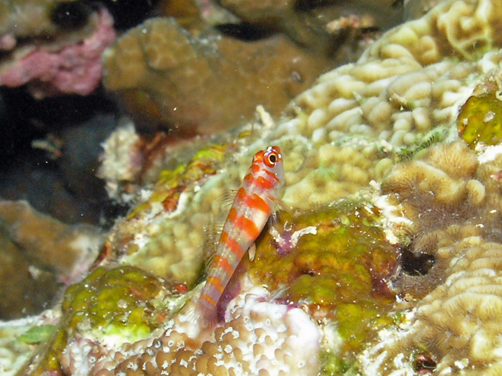 Goby Candycane Pygmy