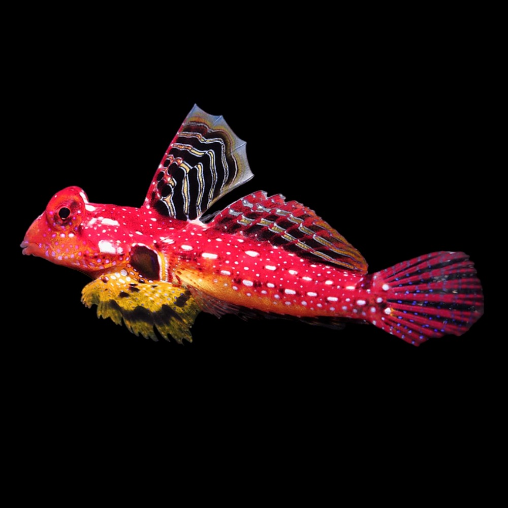 Blenny Red Scooter (M/L)