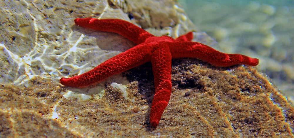 Starfish Orange Linkia