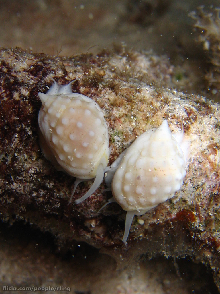 Stripe Whelk Snail (White)