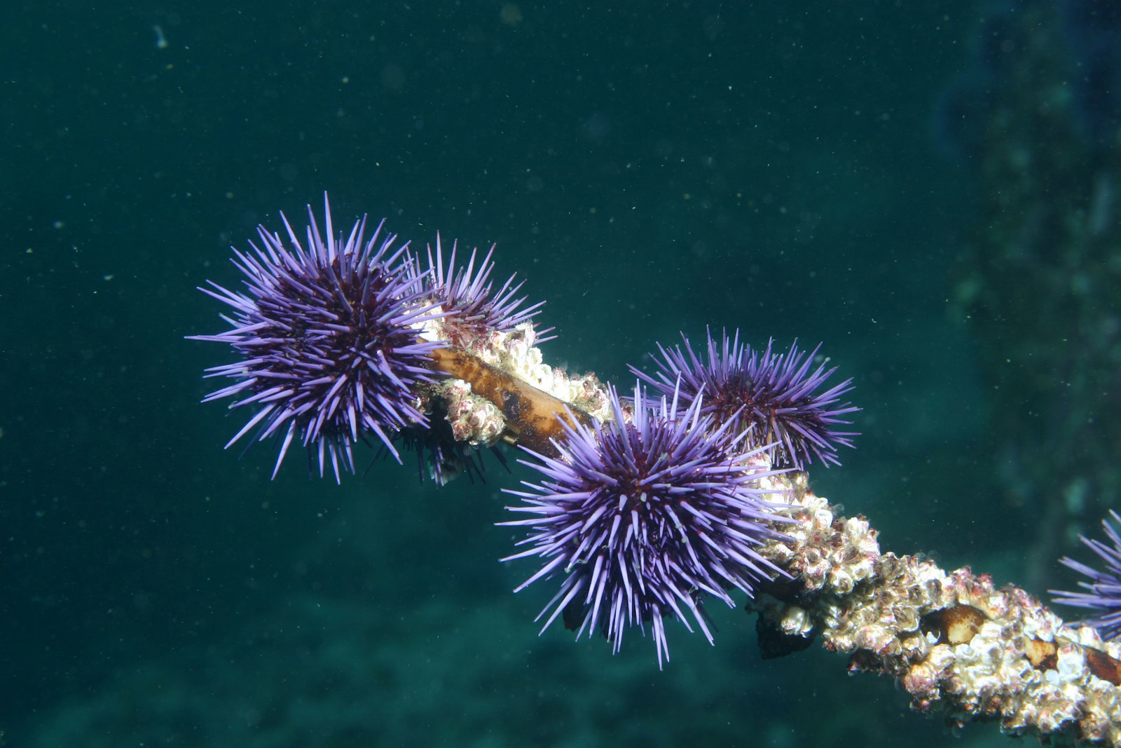 Sea Urchin Purple
