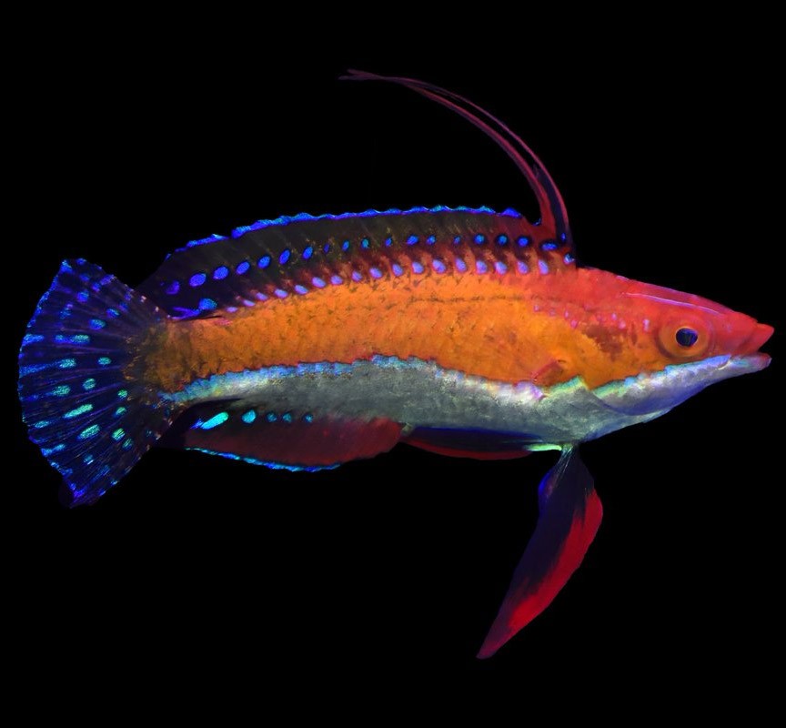 Wrasse Fighter (Male)